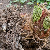 Brazilian Giant-rhubarb
